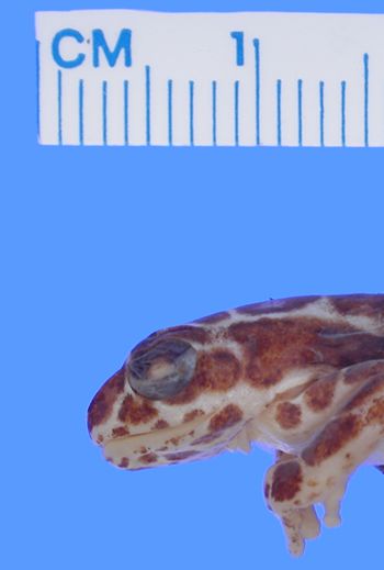 Media type: image; Herpetology A-17648